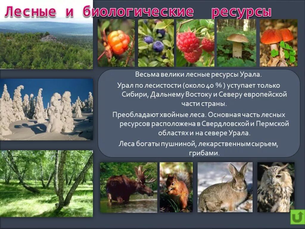 Природа урала 9 класс презентация. Биологические природные ресурсы Урала. Лесные ресурсы Урала. Лесные и биологические ресурсы Урала. Лесные ресурсы Урала ресурсы.