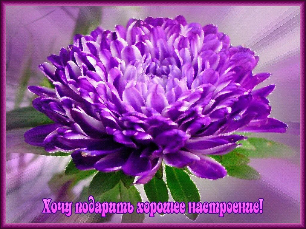 1047 (700x438, 228Kb) Flower wallpaper, Flowers, Flower decorations