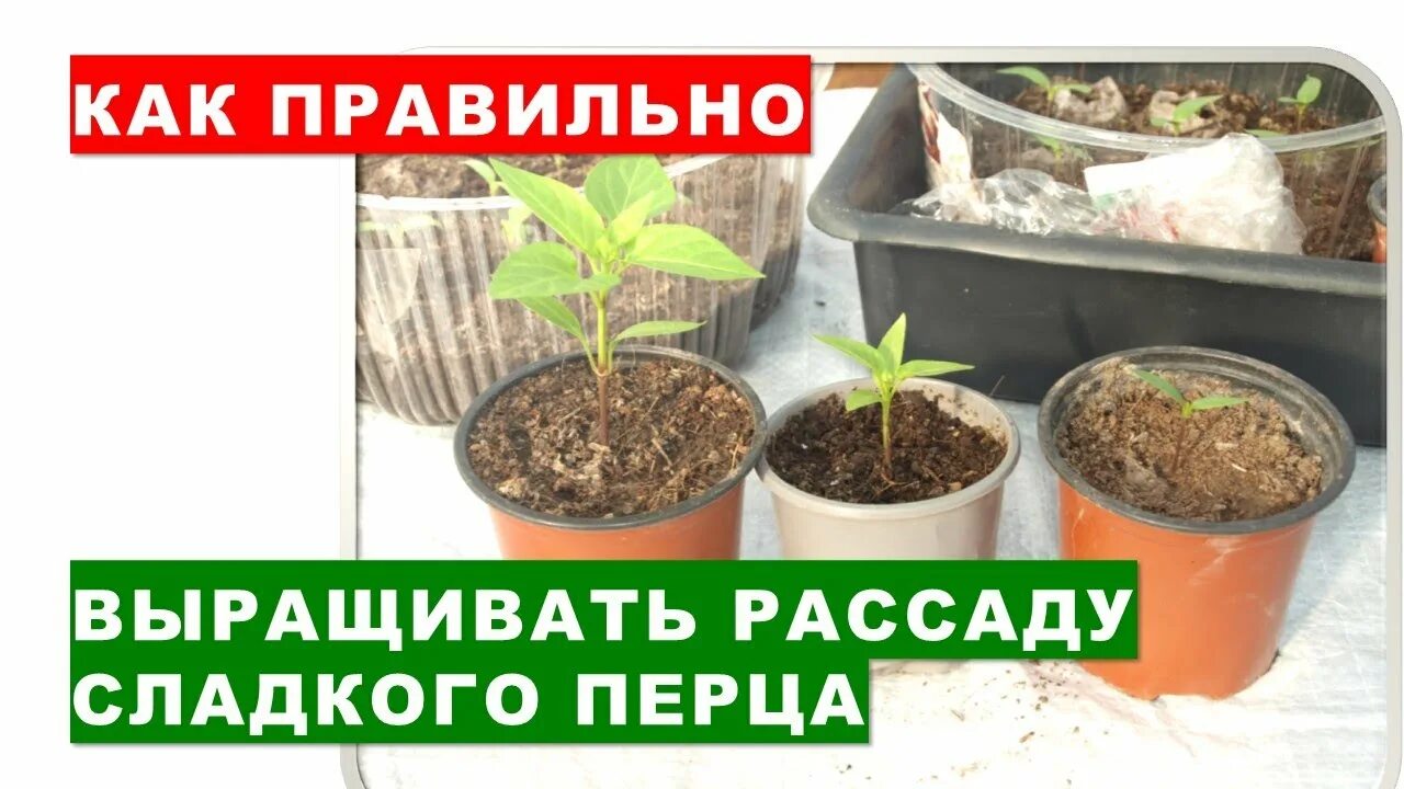 Когда сажать сладкий перец в 2024 году. Посадка помидор и перца на рассаду 2022. Посев перца на рассаду в 2022. Когда сажать перец на рассаду.