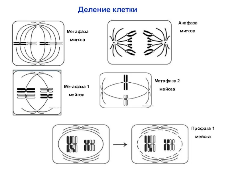 Деление клетки задачи. Метафаза 1. Фазы деления мейоза метафаза. Метафаза 2. Митоз профаза метафаза.