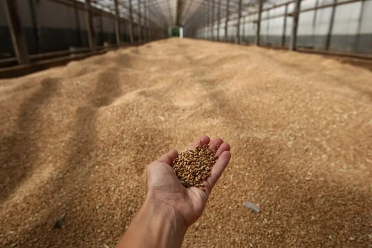Зерно. Поставки зерна. Экспорт зерна. Экспорт пшеницы.