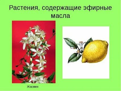 Какие растения содержат