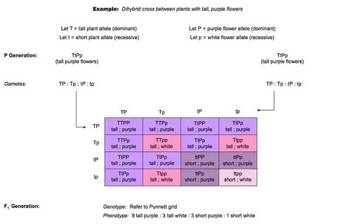 Determine 1 2