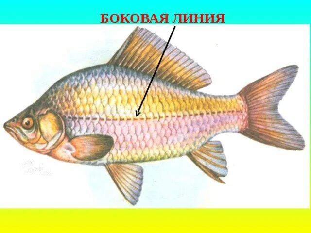 Какая функция у боковой линии рыб. Боковая линия орган чувств у рыб. строение боковой линии у рыб. средняя линия у рыб это орган. органы боковой линии у рыб функции.