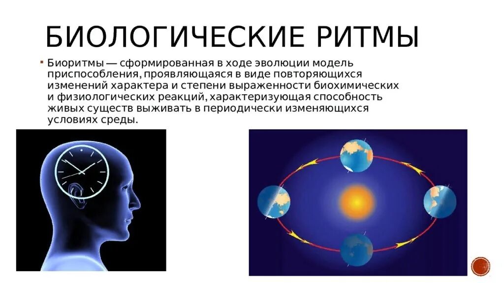 Биологические ритмы сон и его значение