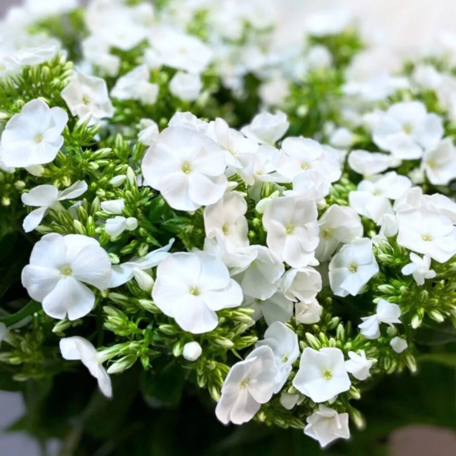 Флоксы белые листья. Флоксы белые цветы. флокс белый. белые флоксы букет. флоксы белоснежный восторг.