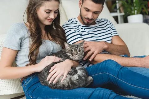 Мужчина кот и женщина кот