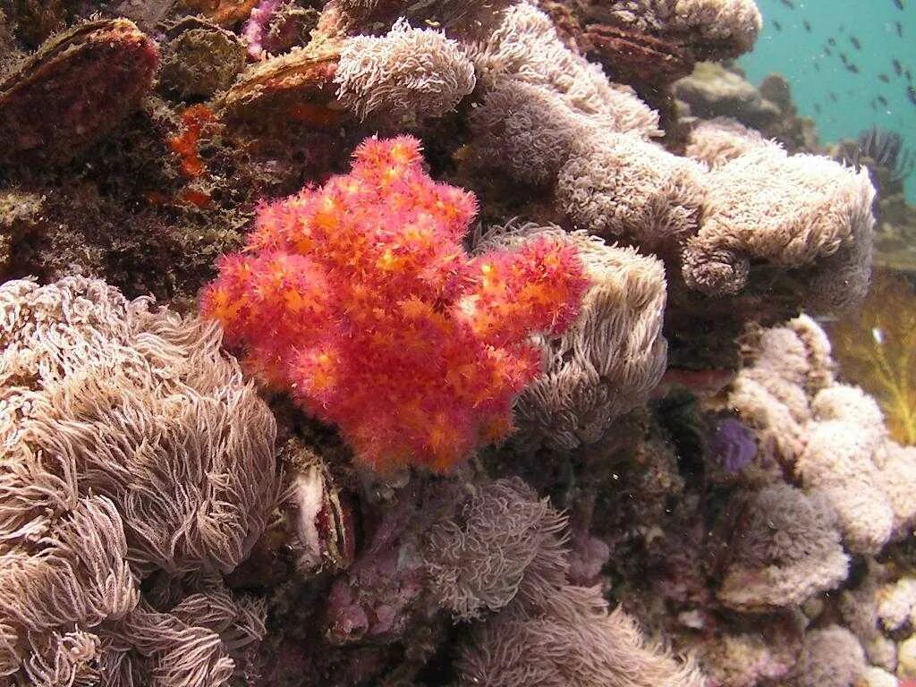 Кораллиновые водоросли. Как добыть кораллы. Как добыть кораллы. Как добыть кораллы. Кораллы на суше.
