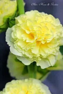 Mellow yellow