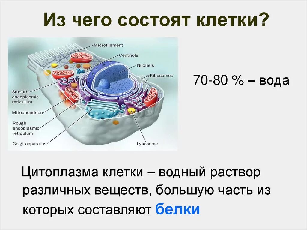 Из чего состоит клетка. Из чего составят клетки. Из чего состоит клепка. Строение клетки из чего состоит.