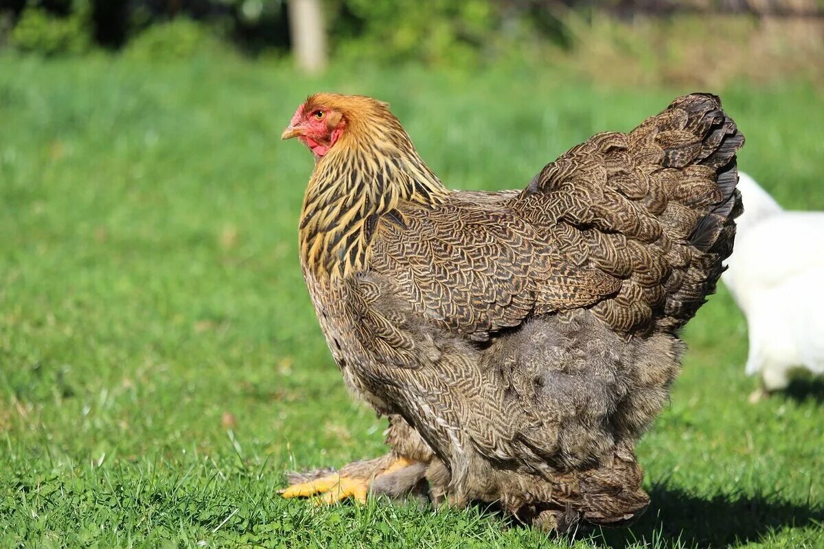 Your chickens. Брама куропатчатая. Брама Виандот. Петух Брама куропатчатая. Порода курей Брама.