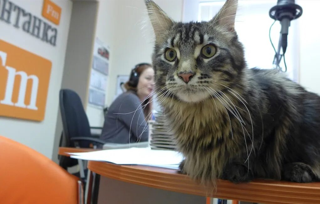 Кот который рассказывает. Кот который рассказывает
