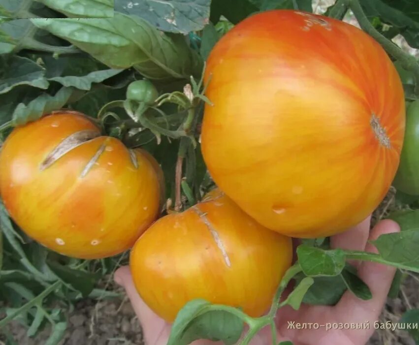 Томат желто-розовый бабушки виней мязина. Томат желто-розовый бабушки виней. Томат минусинский домашний мязина. Сорт помидор бабушка виней. Томат бабушкин виней.