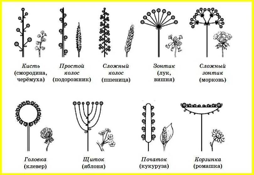 Кистевидная корзинка схема соцветия. Строение соцветия сложный зонтик. Схема сложных соцветий биология 6. Схемы типов соцветий покрытосеменных растений. Виды соцветий и плодов