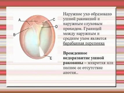 Наружное ухо перепонка овального