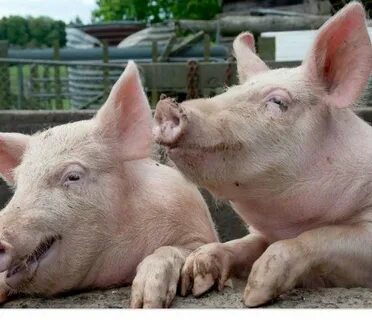 Pigs best 2