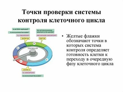 Проверьте точки