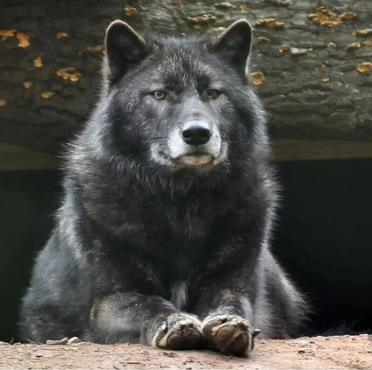 Я только тогда и живу. В тебе нуждаются только тогда. тебя ценят только тогда. тебя ценят только тогда когда. тебя ценят только тогда когда в тебе.