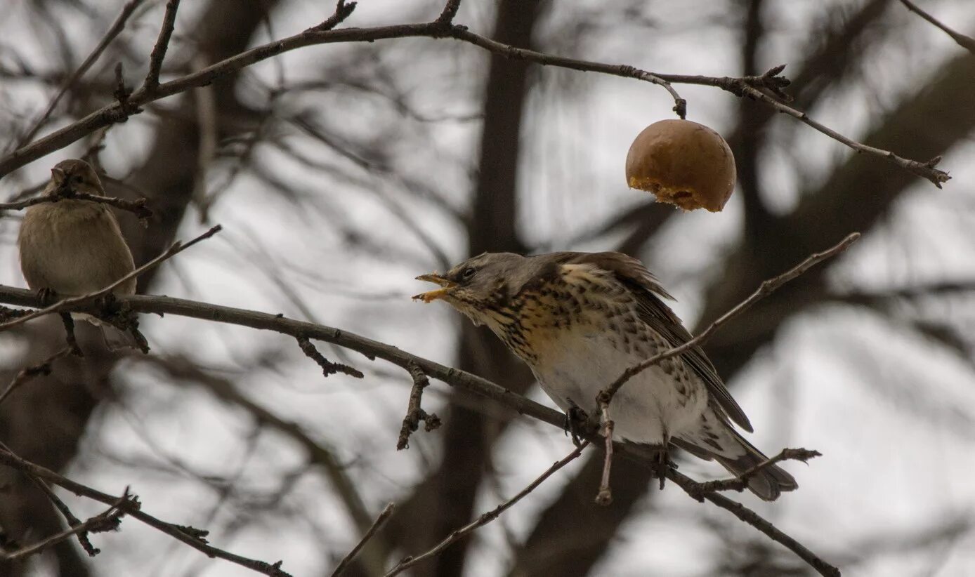 Зимние городские птицы. Зимние птицы в питере. Зимние птицы спб. Зимние птицы спб. Птицы санкт-петербурга.