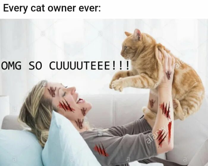 My cat be like