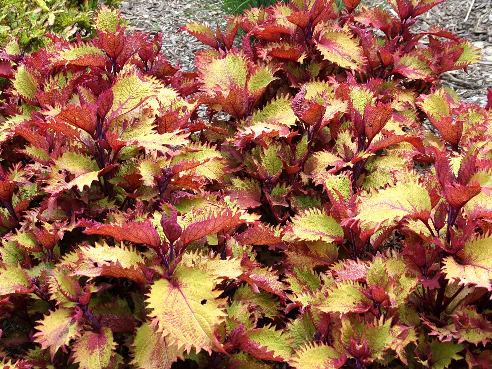 Колеус Алиссон. Колеус Пумила Coleus pumila. Колеус Marakesh. Колеус гибридный (Coleus hybridus). Колеус можно держать дома