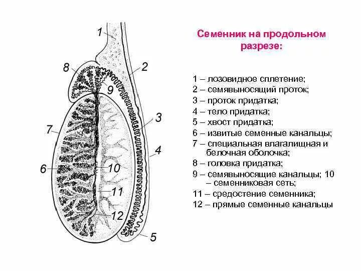 Семявыносящие протоки латынь