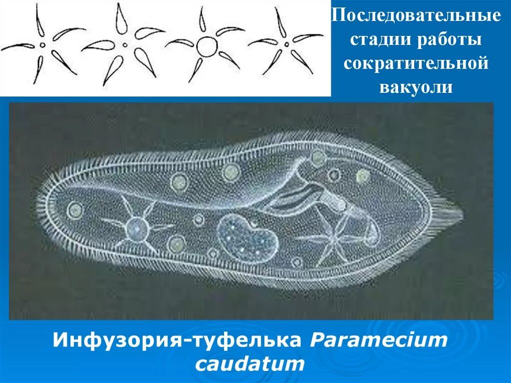 Какие вакуоли у инфузории туфельки. Сократительная вакуоле инфузории туфельки. Амеба сократительные вакуоли. Сократительная вакуоль инфузории. Инфузория туфелька сок.