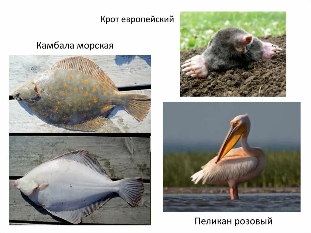 Биологическое значение приспособлений камбалы морской
