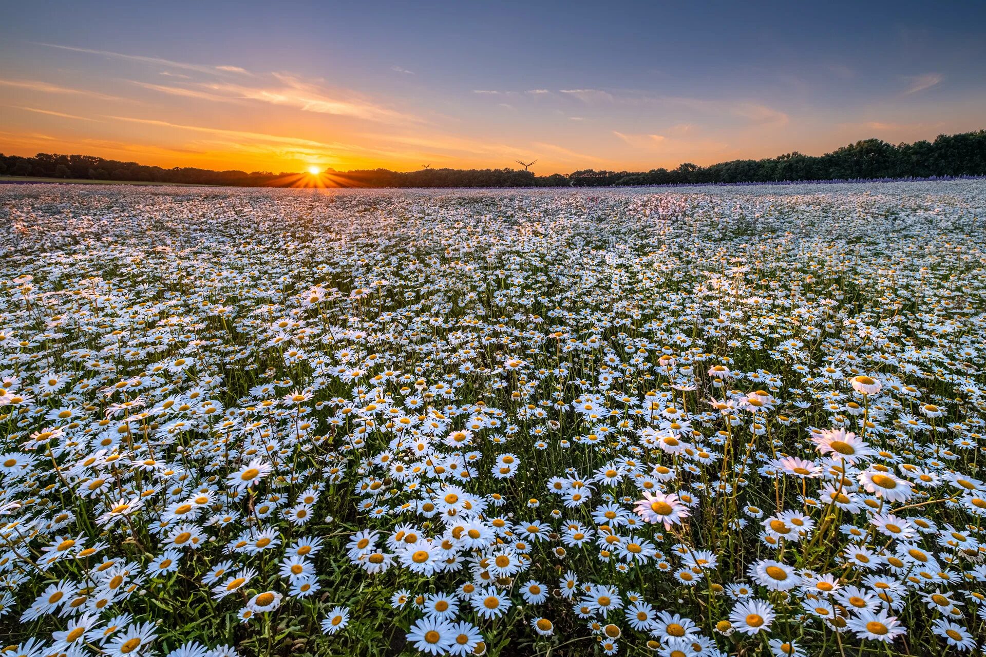 Ромашковое поле. Чили ромашковое поле. Ромашковое поле. Поле ромашек фото. Закат поле ромашки.