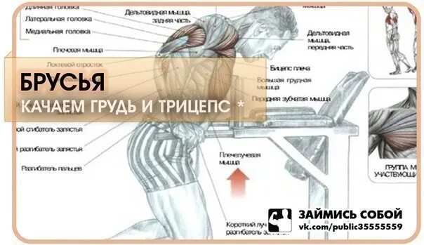 Отжимания на брусьях какие мышцы. Группы мышц задействованные при отжимании на брусьях. Отжимания на брусьях. Трицепс на брусьях техника выполнения. Брусья нагрузка на мышцы.