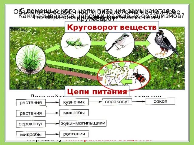 Составьте схемы цепей питания в луговом сообществе Ответы : По природоведению задание:"Составь цепь питания, укажи на них св