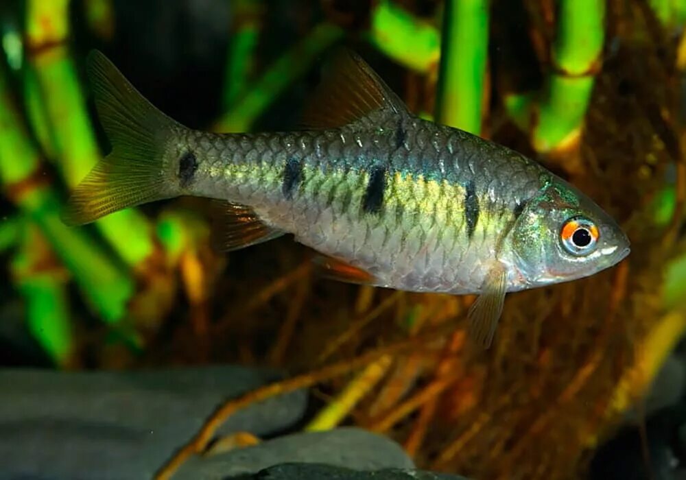 Аквариумные рыбки барбус фото. Барбус футунио. Барбус суматранский. Зелёный Барбус аквариумная рыбка. Барбус денисони золотой.