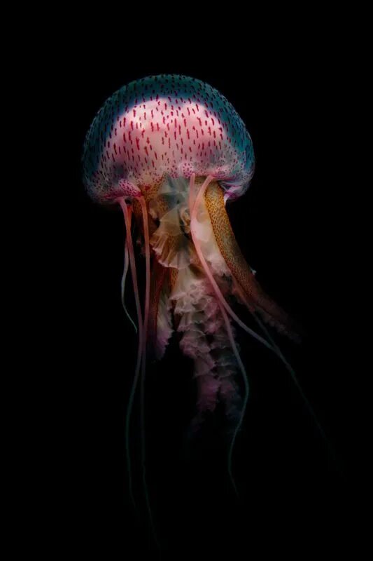 У медузы есть мозги. Pelagia Noctiluca медуза. Медузы ИКО. Щупальца медузы. Хищная медуза.