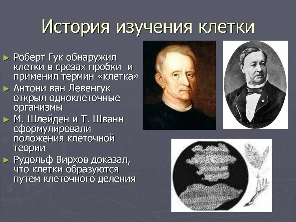 Р.Гук ученый клеточная теория. История открытия и изучения клетки кратко.