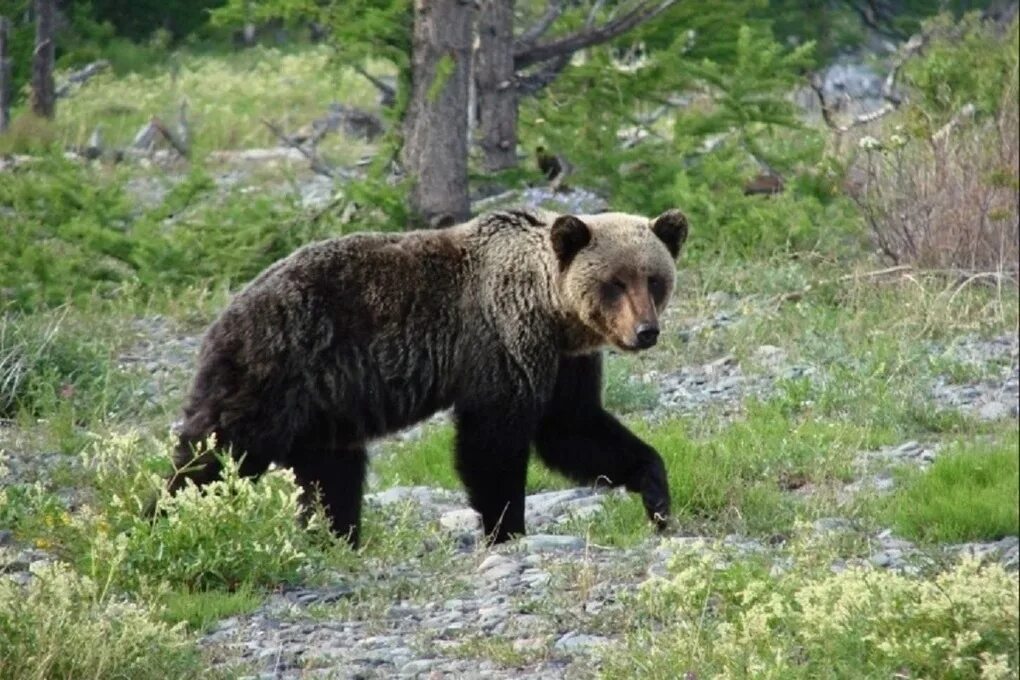 Байкало-Ленский заповедник бурый медведь. Байкало-Ленский заповедник медведь. Заповедник Байкало-Ленский заповедник. Бурый медведь Забайкальского края.