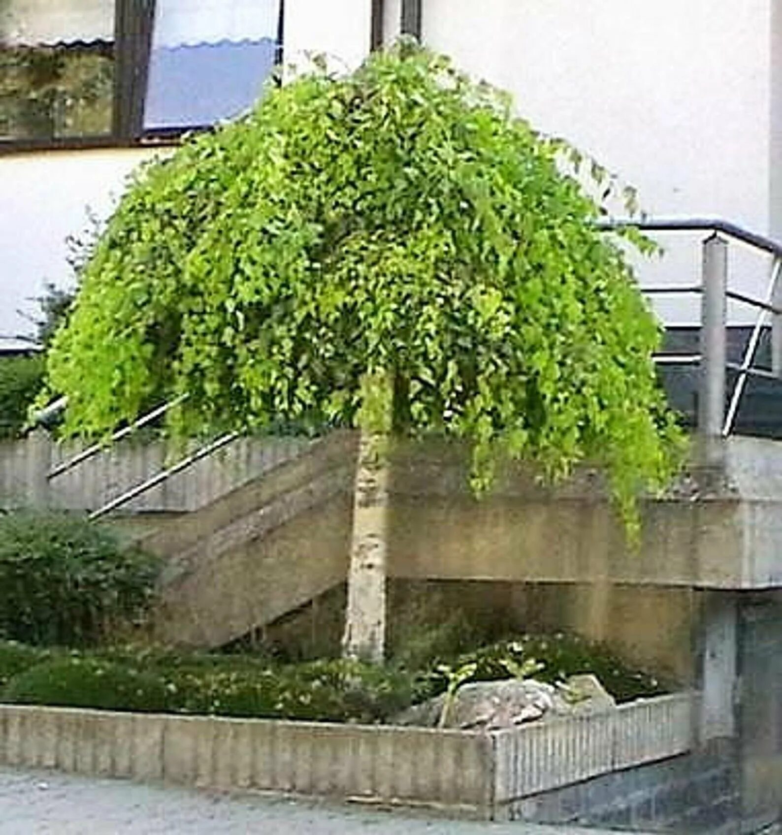 Береза повислая Youngii. Betula Alba pendula. Берёза Пендула бонсай. Береза повислая Юнги. Гнуть березу