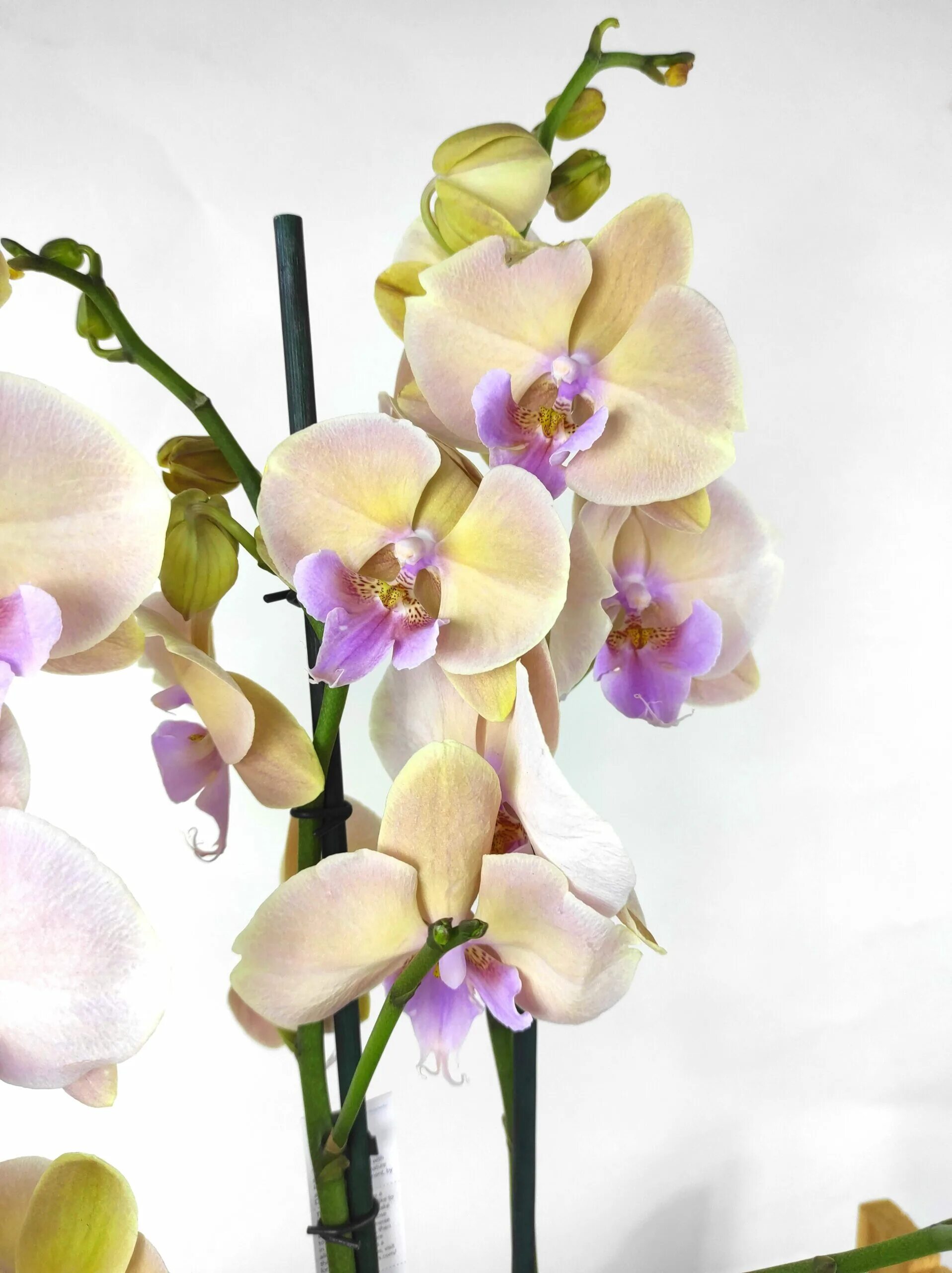 Фаленопсис pastello kizz. Фаленопсис легато биг лип. Фаленопсис autumn wind. Райнбоу биглип фаленопсис рейнбоу биг лип. Орхидея осенний ветер.