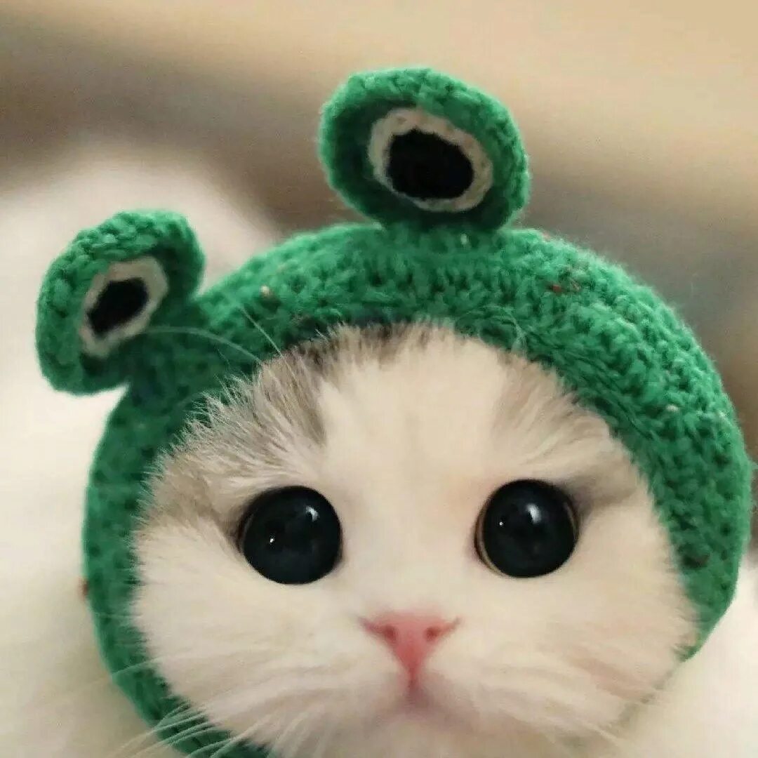 Шапка вацапа. Кот в шапке. Шапочка котика. Котенок в шапочке. Милые котики.