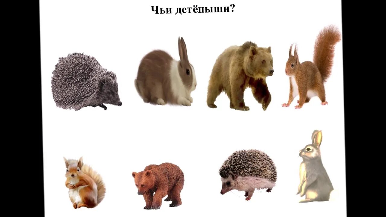 Comedy Wildlife Awards 2017: 30 самых смешных фото из мира дикой природы: Идеи и