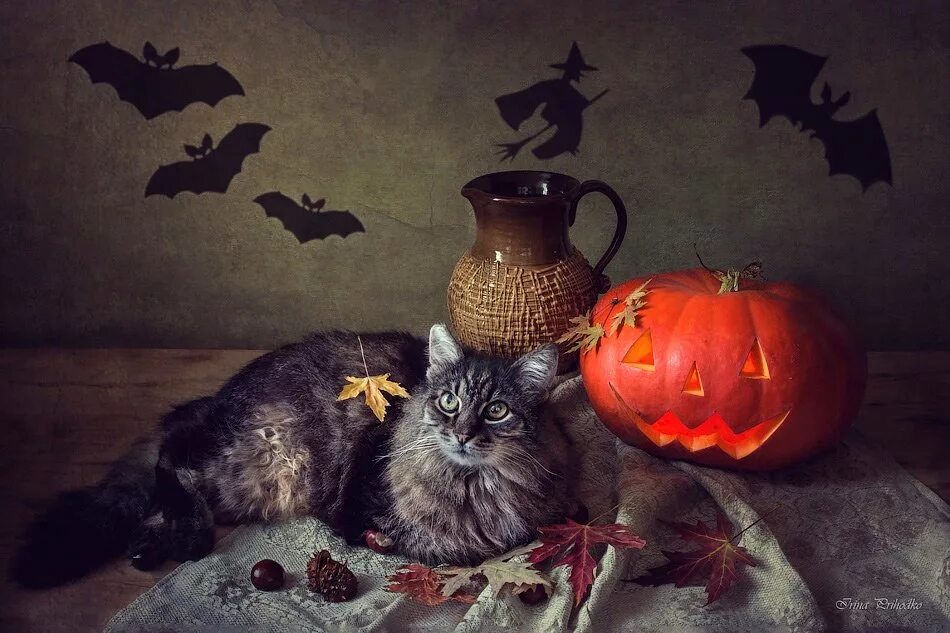 Ведьмин кот