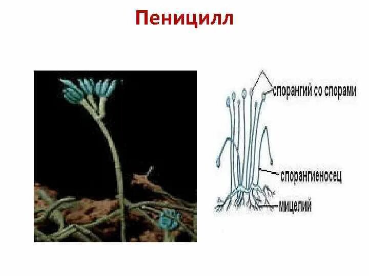 Дейтеромицеты пеницилл. Клеточное строение гриба пеницилла. Строение мицелия пеницилла. Грибница пеницилла состоит. Мицелий гриба пеницилла