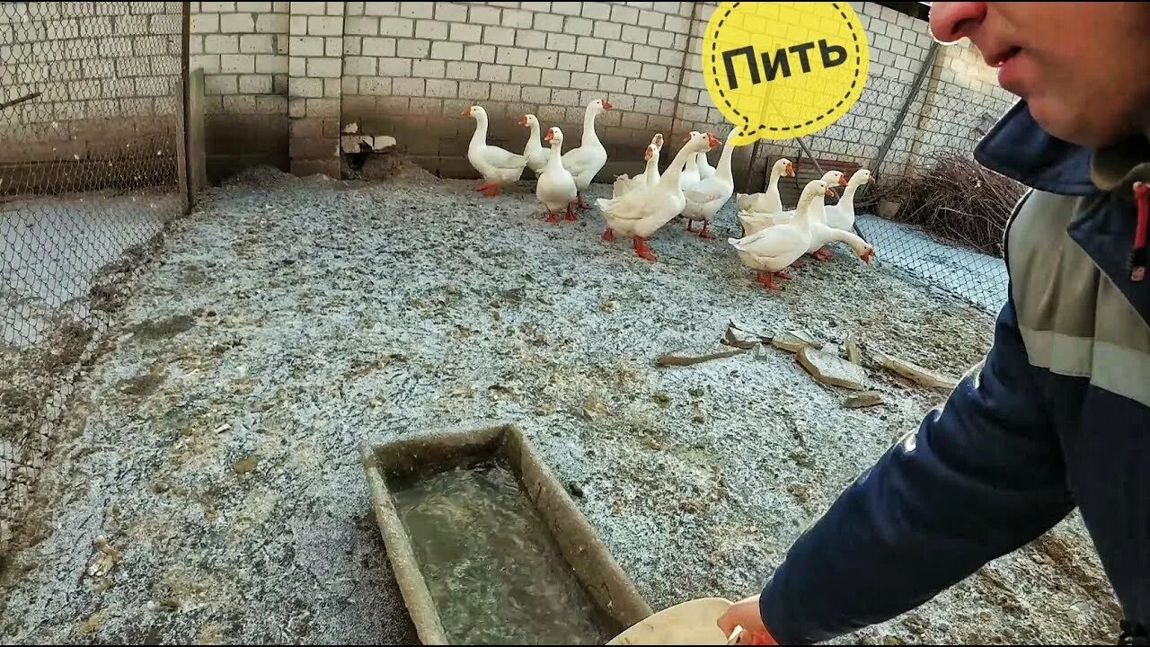 Профессия человека выращивающего гусей. Что делает гусь. Сарай для гусей зимой. Зимние поение гусей в стайке. Гуси в домашнем хозяйстве.