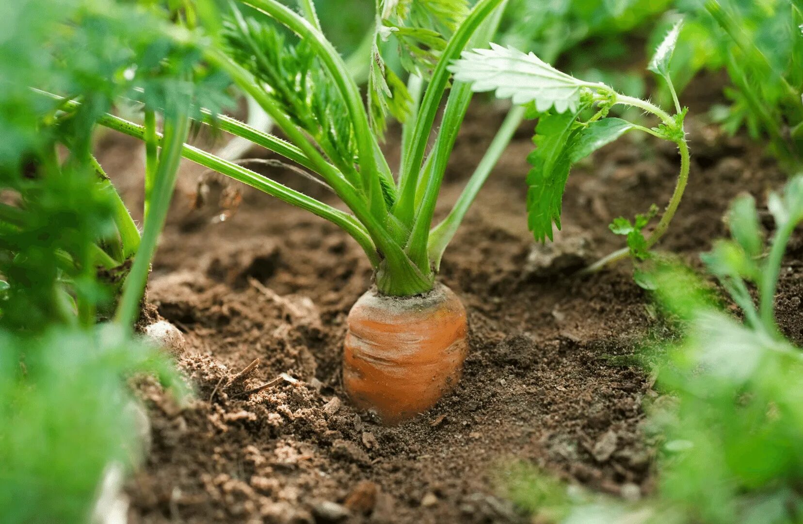 Культурные растения огородные. Весенняя подкормка для моркови. Овощные грядки. Морковь посевная корнеплоды. Сад огород морковь.
