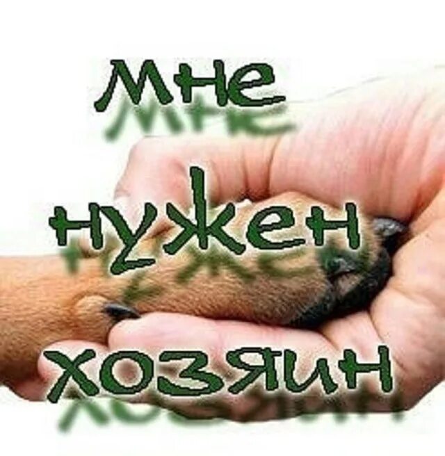 Срочно ищем хозяев. Разыскивается хозяин. Ищу дом. Ищу хозяина. Собака ищет дом.