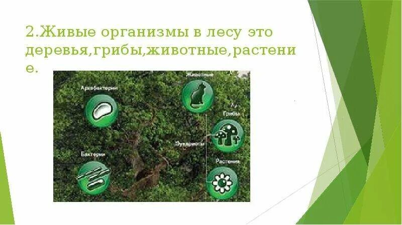 Пищевая сеть в экосистеме елового леса. Экологические связи в лесу. Живые организмы леса. Экологические связи в сообществе леса. Примеры организмов леса.