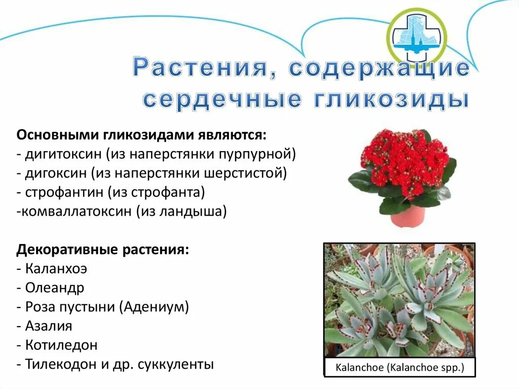 Лрс содержащие сердечные гликозиды. Растения содержащие сердечные гликозиды. лекарственные растения содержащие сердечные гликозиды. олеандр отравление. назовите растения содержащие сердечные гликозиды.