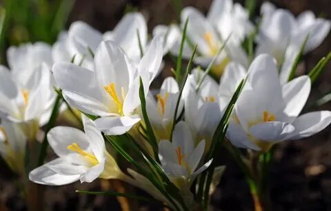 Дағыстандық әйелді сиқырлау видеосы