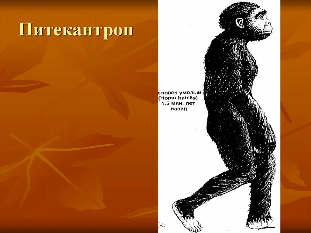 Остров ява останки питекантропа. Питекантроп антропогенез. Антропогенез эволюция человека архантропы. Австралопитек питекантроп синантроп неандерталец кроманьонец. Питекантроп синантроп гейдельбергский человек.