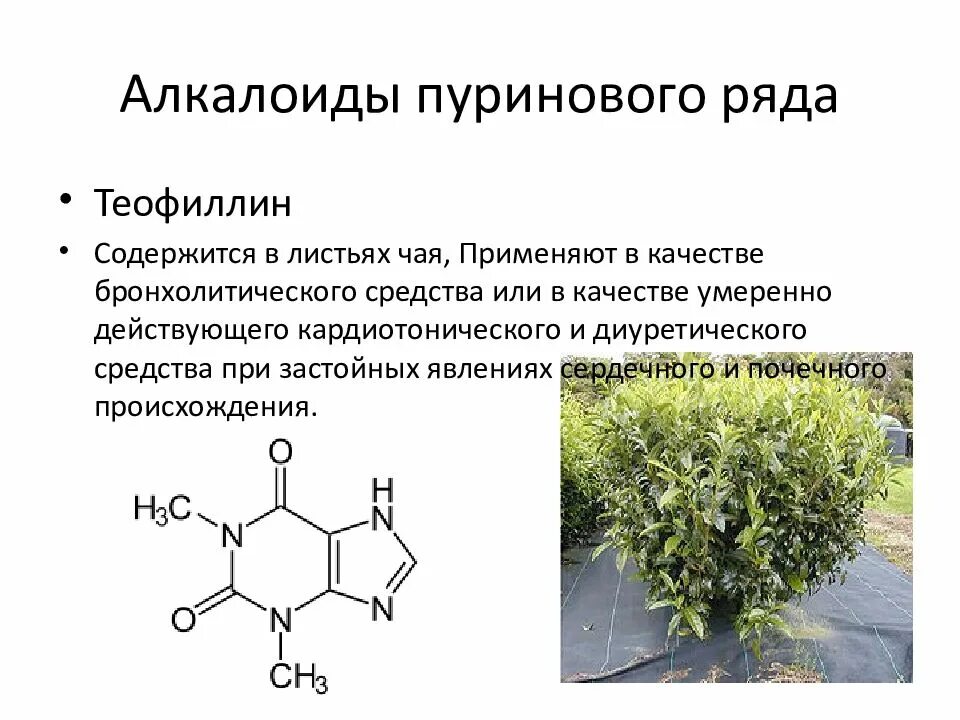 Алкалоиды пуринового ряда. Алкалоиды пуринового ряда теобромин. Теофиллин алкалоид пуринового ряда. Пуриновые алкалоиды формула. Алкалоид в чайных листьях