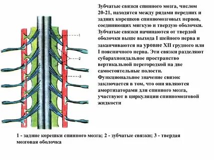 Зубчатая связка